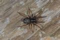 Cetonana laticeps